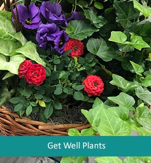 Get Well Plants