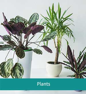 Plants